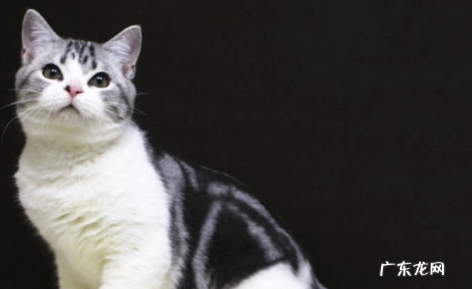 三个月的小猫感冒了吃什么药 预防小猫感冒要注意什么