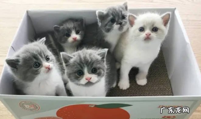 三个月的小猫感冒了吃什么药 预防小猫感冒要注意什么