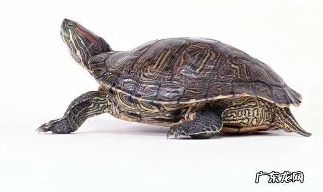 乌龟肺炎到底要干养还是浅水养 乌龟肺炎有什么症状