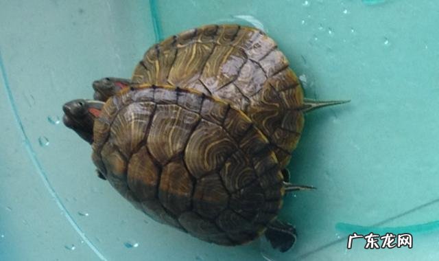 乌龟肺炎到底要干养还是浅水养 乌龟肺炎有什么症状