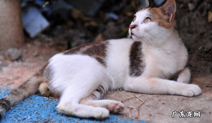 刚捡回来流浪猫怎么处理流浪猫要做哪些检查