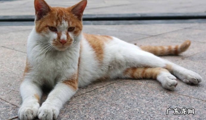 刚捡回来流浪猫怎么处理流浪猫要做哪些检查