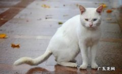 刚捡回来流浪猫怎么处理流浪猫要做哪些检查