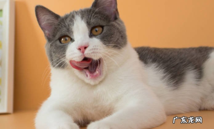 猫咪没有耳瞒 为什么总挠耳朵什么是耳瞒