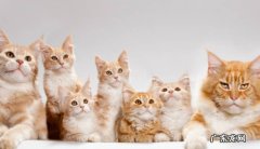 猫咪没有耳瞒 为什么总挠耳朵什么是耳瞒