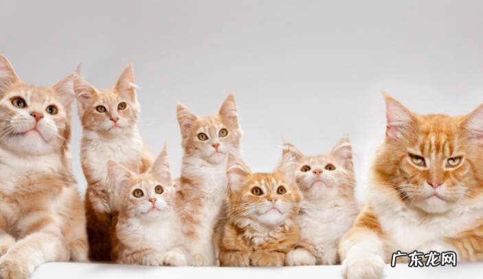 猫咪没有耳瞒 为什么总挠耳朵什么是耳瞒