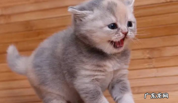 猫咪没有耳瞒 为什么总挠耳朵什么是耳瞒