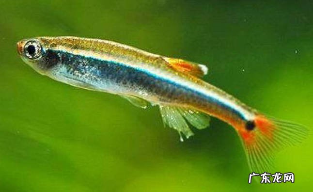 黑尾凤尾鱼 养冷水鱼的首选是什么