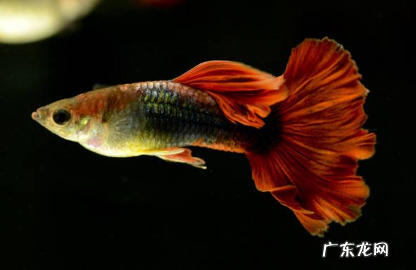 黑尾凤尾鱼 养冷水鱼的首选是什么