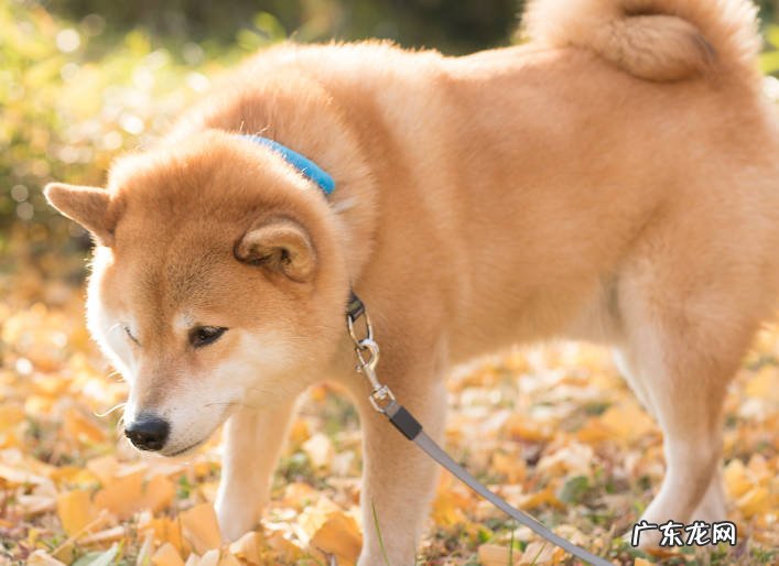 柴犬 哪些品种的狗狗安静不吵闹