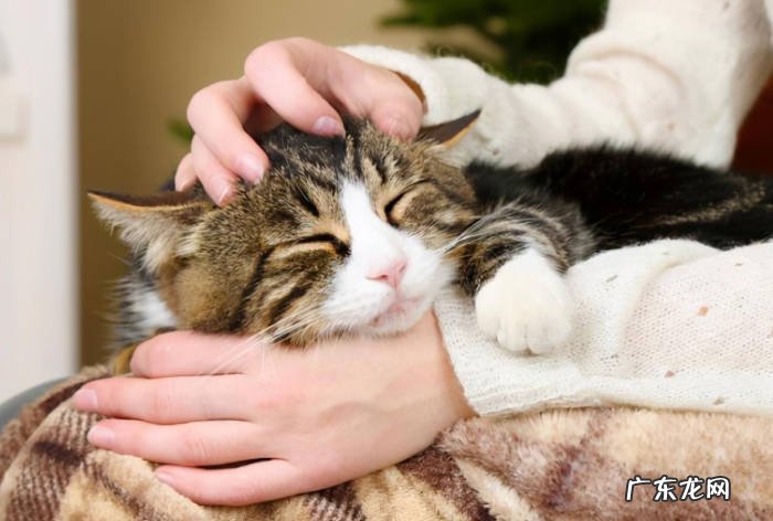 依赖 猫咪喜欢主人的迹象是什么