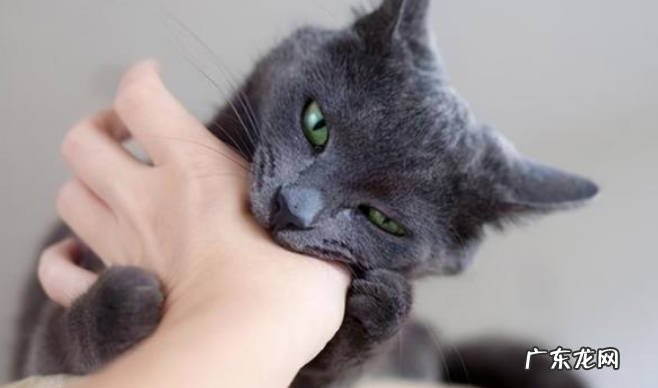 依赖 猫咪喜欢主人的迹象是什么