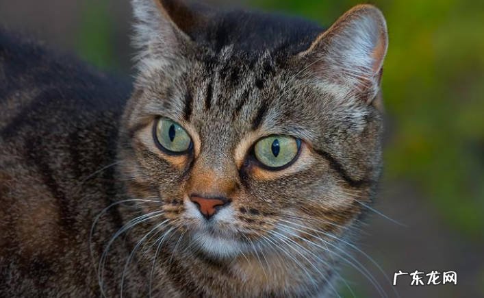 依赖 猫咪喜欢主人的迹象是什么