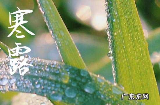 2023年寒露节气是几月几日 寒露节气2023具体时间