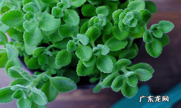 薄荷 哪些花草会散发香味