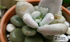 浇水太多 多肉烂了是怎么回事