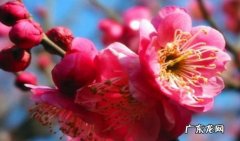 2月份 红梅移栽最佳是什么时候