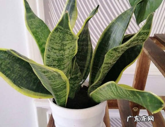 虎皮兰 哪些植物适合叶插