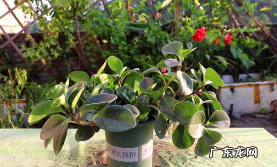 虎皮兰 哪些植物适合叶插