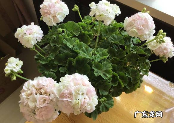 虎皮兰 哪些植物适合叶插