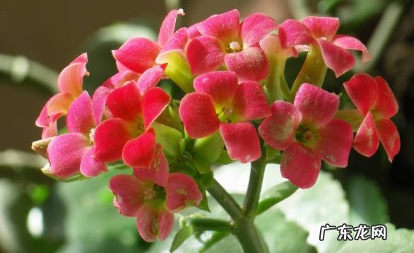 小叶紫檀 哪些花送人会带走好运