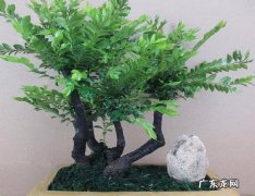 小叶紫檀 哪些花送人会带走好运