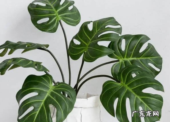 金钱草 没有阳光可以养什么花