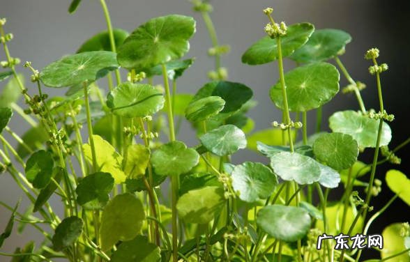 金钱草 没有阳光可以养什么花