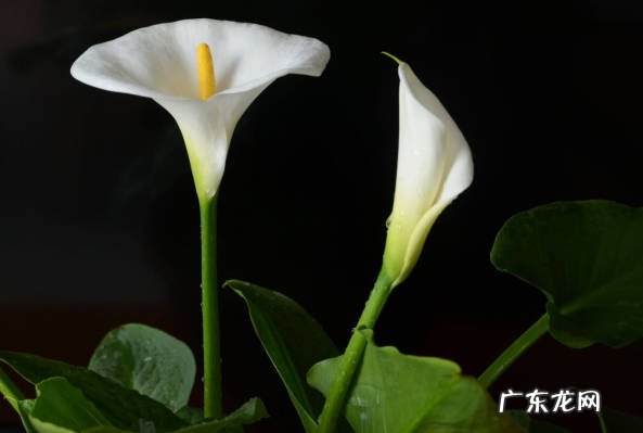 金钱草 没有阳光可以养什么花