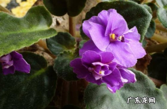不建议 紫罗兰能放在卧室吗
