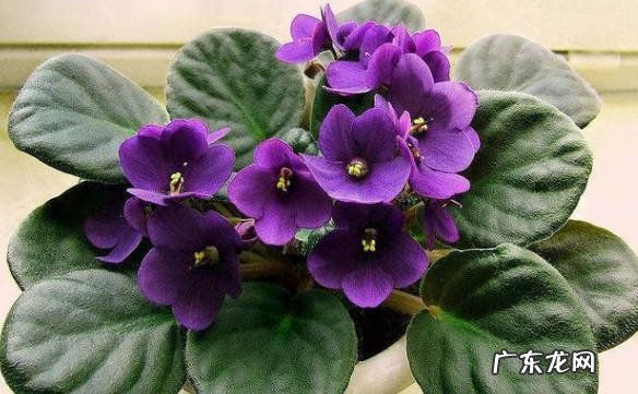 不建议 紫罗兰能放在卧室吗