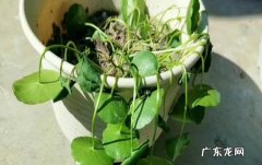 光照太强 铜钱草蔫了怎么回事