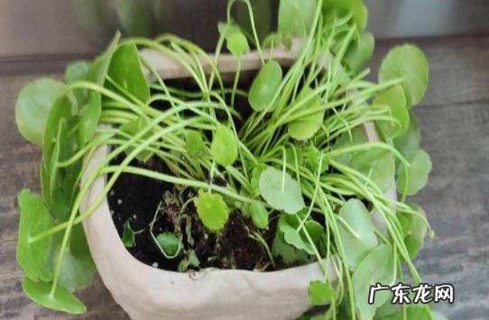 光照太强 铜钱草蔫了怎么回事