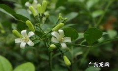 没有 九里香有没有毒