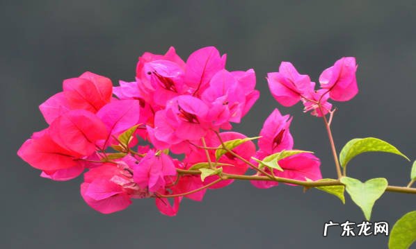 玉树 哪些品种的花皮实又好养