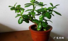 玉树 哪些品种的花皮实又好养
