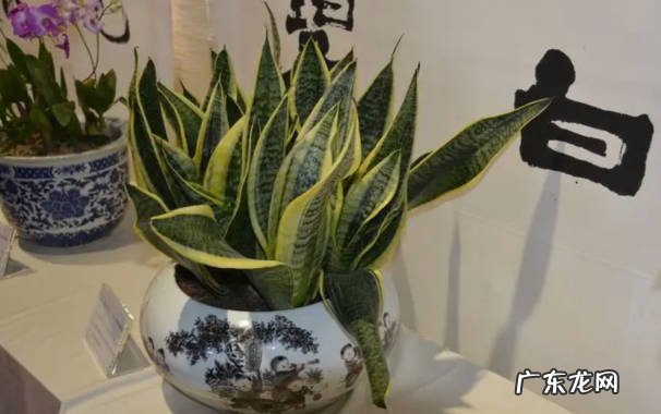玉树 哪些品种的花皮实又好养