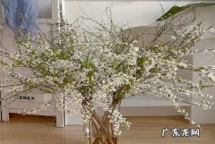 不能 雪柳干枝开花后还能活吗