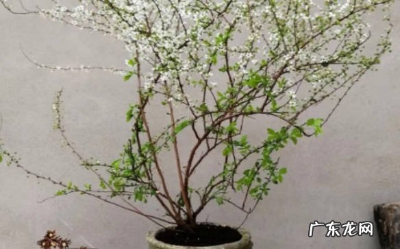 不能 雪柳干枝开花后还能活吗