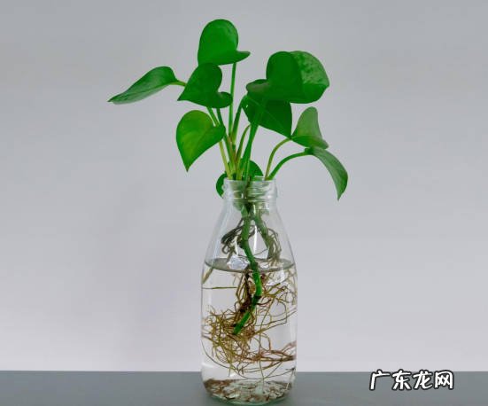 水量过多 哪些是水培植物易犯的错误
