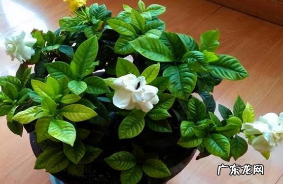 一年四季 栀子花适合什么阶段养