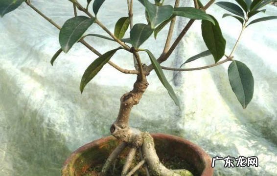深盆 桂花适合浅盆还是深盆