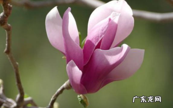 不是 玉兰花是辛夷花吗