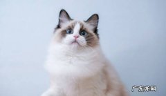 布偶猫 颜值高的好看猫咪有哪些