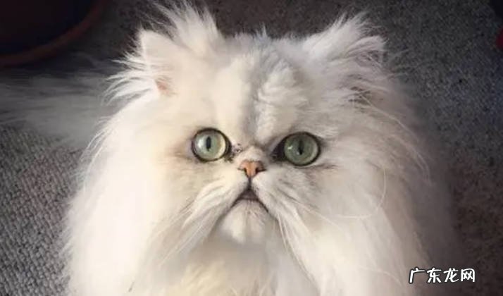 布偶猫 颜值高的好看猫咪有哪些