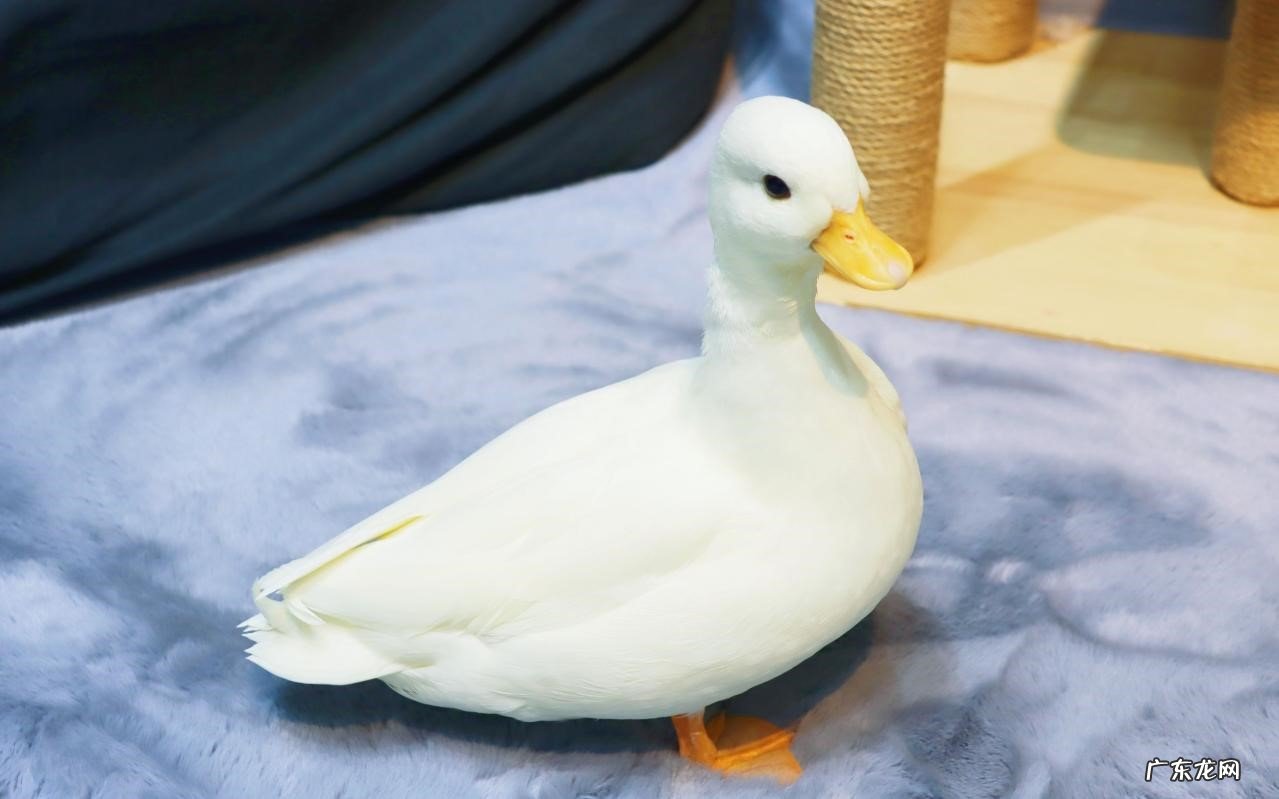 价格贵 不建议养柯尔鸭的原因是什么