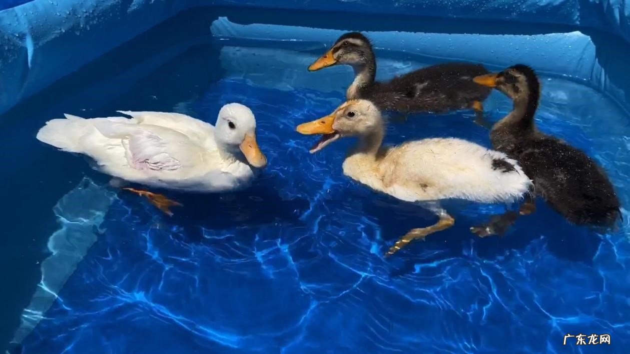 价格贵 不建议养柯尔鸭的原因是什么