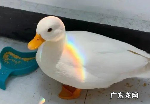 价格贵 不建议养柯尔鸭的原因是什么