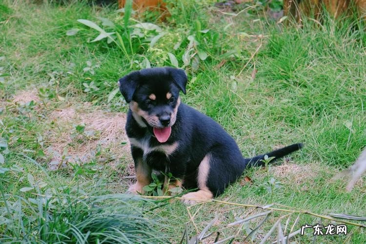 品种杂 中华田园犬的缺点是什么