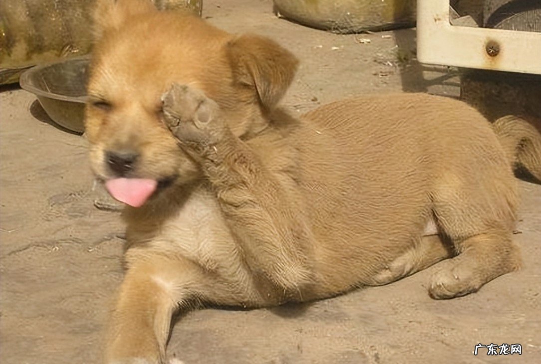 品种杂 中华田园犬的缺点是什么
